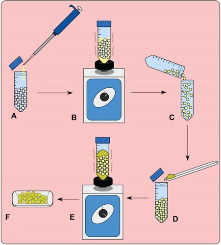 Figure 1 Method of polylactic acid pellet coating process.Notes: (A) Coating oil is added. (B) Tube is vortexed. (C) Pellets are transferred to a new tube. (D) Powder is added. (E) Tube is vortexed. (F) Coated beads are removed.