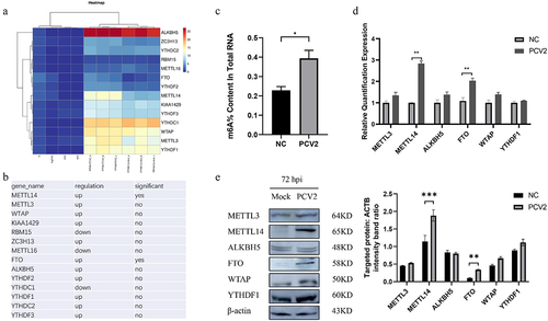 Figure 1. PCV2 infection affects the expression level of m6A methylation in PK-15 cells.
