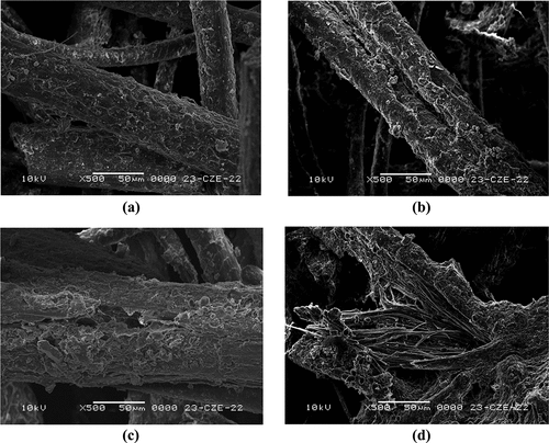 Figure 2. Progressive biodegradation of wool fibers at the end of first vegetation season; a/fibers with slight degree of damage; b/fibers with destroyed cuticle layer; c/fibers with cavities digested by microorganisms; d/fibers defibrillated into separate fibrils.