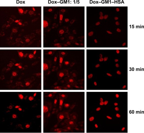 Figure 6 Cellular uptake of Dox from a control solution and from Dox–GM1 (1/5 molar ratio) and Dox–GM1–HSA mixed micelles at 15, 30, and 60 min.Note: Red color corresponds to fluorescent Dox.Abbreviations: Dox, doxorubicin; GM1, monosialoglycosphingolipid; HSA, human serum albumin; min, minutes.