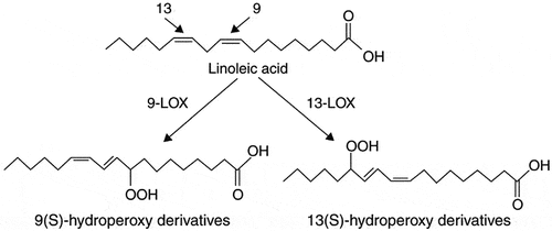 Figure 1. Lipoxygenase reaction with linoleic acid and region-specific catalytic sites (reprinted from[Citation55] with permission).