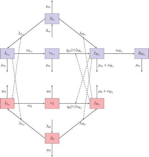 Figure 1. Flow chart of model (Equation1(1) dSwdt=Λw−λLwSw−λHwSw−μwSw,dILwdt=λLwSw−(μw+αLw)ILw,∂rLw∂t+∂rLw∂τ=−qw(τ)λHwrLw−μwrLw,rLw(0,t)=αLwILw,dIHwdt=λHwSw+λHw∫0∞qw(τ)rLw(τ,t)dτ−(μw+αHw+νHw)IHw,dRHwdt=αHwIHw−μwRHw,dSddt=Λd−λLdSd−λHdSd−μdSd,dILddt=λLdSd−(μd+αd)ILd,∂rd∂t+∂rd∂τ=−qd(τ)λHdrd−μdrd,rd(0,t)=αdILd,dIHddt=λHdSd+λHd∫0∞qd(τ)rd(τ,t)dτ−(μd+νHd)IHd.(1) ).