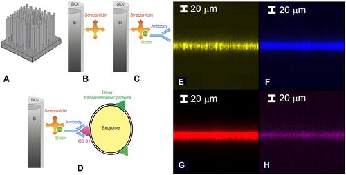 Figure 2 Starting from a to d the schematic representation of the functionalization protocol is reported: (A) Si NW sample, (B) streptavidin (SA) and (C) biotinylated antiCD81 functionalization. (D) sEVs CD81+ sensing. Confocal microscopy analysis step by step of the functionalization by using different fluorophores is reported in e-h. (E) Si NW bare signal obtained at 490 nm. (F) SA signal obtained exciting the coupled Alexa488. (G) Anti-CD81 signal obtained exciting its linked fluorophore Alexa 647. (H) sEVs CD81+ capture demonstration by using exosome-NBD-PE coupled and exciting the NBD-PE. All the details on the excitation condition and measure are reported in the Suppl. Info.