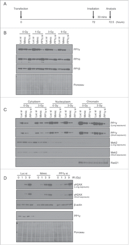 Figure 5. PP1γ protein downregulation by miR-34a mimic sensitizes cells to DNA damage. (A) Experimental scheme. At 72 h after transfection with Luc siRNA, miR-34a mimic or PP1γ siRNA, Cal51 cells were irradiated with 1, 3 or 9 Gy, and harvested 30 mins post-IR for analysis. (B–D) Analysis by Western blot after IR exposure of PP1 isoform expression, PP1g in different cellular fractions, and γH2AX expression.