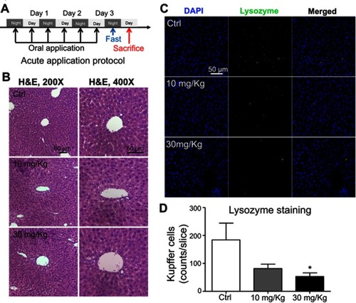 Figure 6 Short-term application of lipid nanoparticles (LNs) revealed its acute toxicity on Kupffer cells in liver specimens from mice. (A) Detailed protocol of LN short-term oral application to mice. (B) H&E staining of liver specimen under the application of different concentrations of LNs. Scale bar, 60 μm. (C) Representative images and (D) summary of immunofluorescence staining of lysozyme (marker of resident macrophages in liver). Scale bar, 50 μm. *represents significant difference with P<0.05.