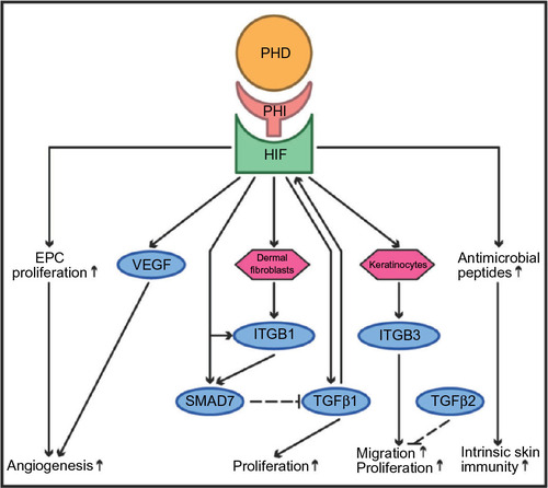 Figure 3 The putative effects of prolyl hydroxylase domain-containing enzyme inhibitors (PHI) in wound healing.