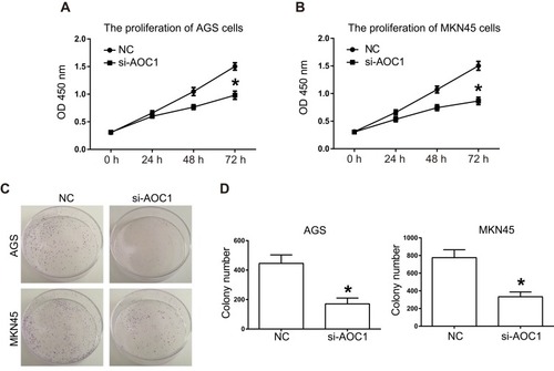 Figure 3 AOC1 knockdown induces growth inhibition in human gastric cancer cells. (A) and (B) After transfection with siNC or si-AOC1, the viability of AGS and MKN45 cells was detected by using CCK-8 assay. (C) and (D) Clone formation ability of AOC1 silenced gastric cancer cells was detected. All experiments were performed in triplicate. *P<0.05.