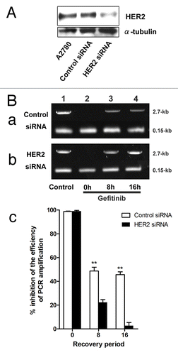 Figure 5. Effect of gefitinib on DNA repair in cells transfected with anti-HER2 siRNA (A) western blot analysis for the expression of HER2 in A2780 cells (lane “A2780”) and cells transfected with control (lane “Control siRNA”) or anti-HER2 (lane “HER2 siRNA”) siRNA. Cells were harvested 40 h after transfection. (C) A2780 cells transfected with control (panel a) or anti-HER2 siRNA (panel b) were treated with 200 μM cisplatin with 10 μM gefitinib (lanes 2–4) for an hour followed by incubation in 10 μM gefitinib for 0, 8 or 16 h and subjected to PCR stop assay. In this assay a representative portion of HPRT gene is PCR amplified, and the effects of disruption of the chromatin template by DNA adducts formation are measured as inhibition of PCR amplification efficiency. The ability of PCR amplify a 2.7-kb fragment of the HPRT gene is used to measure repair of cisplatin-DNA adducts because these adducts block the PCR amplification reaction. A 0.15-kb fragment that is too short to suffer cisplatin adduct formation at the doses used here is used as an internal control for PCR amplification. Cells were treated with drug-free medium (lane 1, Control). PCR products were quantified by using Image J System Software (panel d). Bars, the results were expressed as inhibition of PCR amplification after the normalizing the averaged PCR efficiency of cells transfected with control or anti-HER2 siRNA and treated with drug-free medium set each as 1 minus that of a given treatment or a given treatment with recovery period × 100 (% inhibition of the efficiency of PCR amplification). The results are the averages ± SE of three independent assays. ** indicates p < 0.01 compared the inhibition of PCR amplification measured in cells incubated with gefitinib after the transfection of control siRNA and that in cells incubated with gefitinib after the transfection of HER2 siRNA for 0, 8, 16h each.