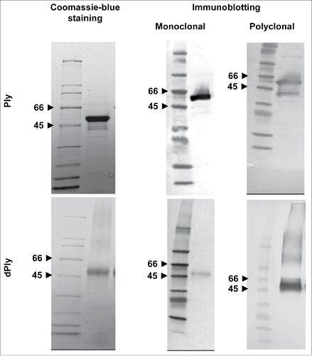 Figure 1. SDS-PAGE analysis of recombinant Ply (Ply) and dPly. Purified recombinant Ply and dPly were analyzed in Coomassie blue-stained SDS-PAGE gel, run in reducing conditions. Gel was also blotted and the membranes probed with in-house monoclonal or polyclonal anti-Ply antibodies.