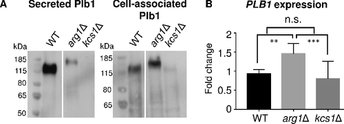 Figure 8. Blocked secretion of Plb1 in arg1Δ coincides with an increase in Plb1 molecular weight as assessed by Western blotting. (A) Plb1 in secretions and cell lysates was resolved by SDS-PAGE and detected using anti-Plb1 antibody. (B) PLB1 gene expression was quantified by qPCR. The results are the average of three biological replicates ± SD.   ##, P < 0.01; ###, P < 0.001; n.s, not significant