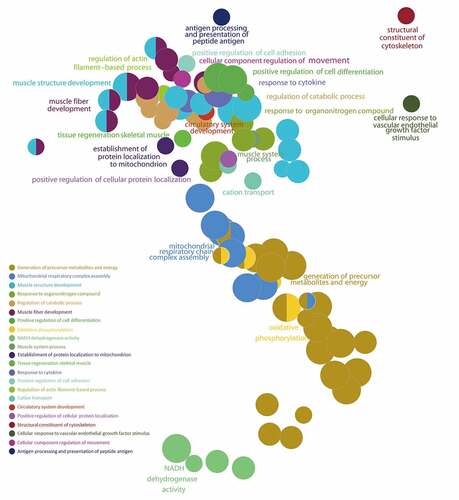 Figure 6. Gene Set Enrichment Analysis (GSEA) of the ALRGs in GSE118825 dataset links with mitochondrial biological processes like mitochondrial respiratory chain complex assembly, generation of precursor metabolites and energy, oxidative phosphorylation, NADH dehydrogenase activity. Note: Different colored balls represent different signaling pathways, different ball size represents the number of genes enriched in the pathway, and different colors in the same ball represent the same genes in in two biological processes