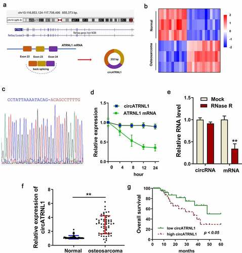 Figure 1. Overexpression of circATRNL1 indicated the unfavorable prognosis of osteosarcoma patients. (a) schematic diagram illustrated the genesis of circATRNL1 from the ATRNL1 gene loci through backsplicing. (b) screening analysis using the RT-PCR discovered the potential up/down-expressed circRNA in the osteosarcoma tissue and normal tissue. (c) sanger sequencing revealed the junction sites of circATRNL1 using the cDNA in the cells. (d) act D administration and (e) RNase R administration were performed to detect the stability of circATRNL1 and ATRNL1 mRNA. the levels of RNA were measured by RT-PCR. (f) in the enrolled osteosarcoma patients’ specimens, circATRNL1 expression was detected using RT-PCR. (g) clinically, the patients with high-expression of circATRNL1 demonstrated a lower prognosis than who with low-expression of circATRNL1. two-group comparison was calculated by student’s t-test. experiments were performed in triplicate. multiple group comparison was calculated by one-way analysis of variance (ANOVA). data are presented as mean ± SD. *p < 0.05, **p < 0.01