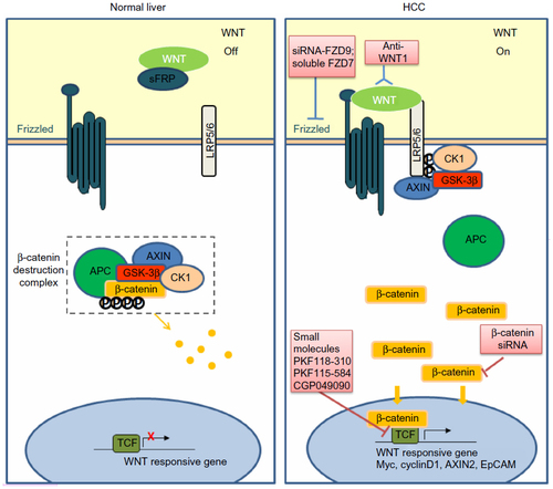 Figure 1 Targeting the WNT/β-catenin pathway in HCC.