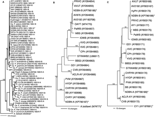 Fig. 2 Phylogenetic trees constructed by parsimony analyses based on three genetic regions. a, 16S rDNA (using representative sequences of several groups of phytoplasmas) b, rp operon (using representative sequences of the rp operon from AY subgroups) and c, secY (using representative sequences of the secY gene from AY subgroups) sequences using PAUP 4.0 version (Swofford Citation2002). Reference strains for 16S rDNA (Olivier et al. Citation2010), rp operon (Lee et al. Citation2004), and secY (Lee et al. Citation2006) were as described in the original papers. Accessions with an * represent the strains sequenced in this study and strains with # are used as outgroups. Trees were constructed via step-wise addition by 100 replicates of a heuristic search employing tree bisection and reconnection algorithm to find optimal trees. Branch lengths are proportional to the number of inferred character state transformations. Bootstrap analyses (1000 replicates) were conducted to determine the stability and support for the inferred clades. Bootstrap values above 80% are shown on main branches.