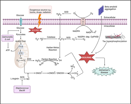 Figure 2. Schematic representation of reactive oxygen species (ROS) and reactive nitrogen species (RNS) formation in AD brain. Mitochondria is the main ROS producer. ROS are produced through electron leak from aerobic respiration in mitochondria. Superoxide (O2.−) is converted to hydrogen peroxide (H2O2) by superoxide dismutases (SOD). O2.− is also formed by the oxidation of NADPH by NADH oxidase enzymes (NOXs). Oxygen is produced by the reaction with H2O2 and catalase. In addition, H2O2 can produced hydroxyl radical (OH.) by Fenton and Haber–Weiss reaction in the presence of metal ions. On the other hand, reactive nitrogen species such as NO., CO3. are produced by the reaction of peroxide ions (ONOO.) and (O2.−). Exogenous source such as toxins or radiation may cause ROS/RNS production. ROS production may accelerate amyloid beta (Aβ) aggregation and tau hyperphosphorylation in Alzheimer’s disease., Streptococcus and Bacilli increases RNS production; whereas Salmonella and E. coli inhibit ATP production which accelerates oxidative stress, inflammation and thus may significantly influence amyloid-beta aggregation in AD.