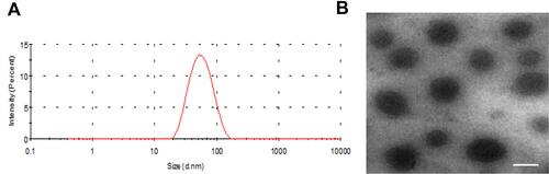 Figure 2 (A) Size distribution of HDO-NPs by DLS. (B) TEM images of HDO-NPs. Scale bar: 50 nm.