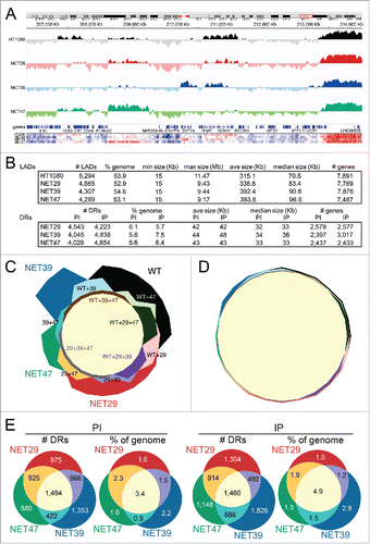 Figure 3. DamID maps of genes repositioned by NET expression in HT1080 fibroblasts. (A) The Log2(Lamin B1-Dam/ soluble Dam) values for the control untransfected and the stable lines expressing each of the 3 NETs are plotted against an 8 Mb region of Chromosome 1. Traces above the line indicate LADs. Bottom heatmaps plot the intensity of signal changes over the same region, using CBS-generated subregion sets (see materials and methods), revealing many additional subtle changes not easily visualized in the standard DamID traces. (B) Summary of LADs (top) and differential regions (DRs, bottom) between control HT1080 and HT1080 overexpressing one of 3 NETs indicating number of LADs/DRs, genome coverage, size range, average and median size, as well as number of genes overlapping those regions. DRs are classified as “IP” or “PI” which denote regions that become peripheral or lose peripheral association, respectively, upon overexpression of each NET. (C) Four-way proportional Chow Ruskey diagram comparing the number of LAD clusters and their intersects among HT1080 control (WT) and HT1080 cells overexpressing NET29, NET39 or NET47. The central pale yellow area corresponds to LAD clusters shared by all 4 conditions. A significant number of LAD clusters are specific for a single condition. (D) Four-way proportional Chow-Ruskey diagram comparing the genomic coverage of LAD clusters and their intersects among HT1080 control (WT) and HT1080 cells overexpressing NET29, NET39 or NET47. This panel is matched to and color-coded identically to panel C so that the small intersecting regions can be identified without labels. Although there are many LAD clusters unique to each condition, they represent a small proportion of the genome. (E) Three-way proportional Venn diagram comparing the number of differential regions (DRs) and genomic coverage (% of genome) changing with overexpression of each NET. PI (DRs moving away from the periphery) diagrams are shown on the left and IP (DRs moving toward the periphery) diagrams on the right.