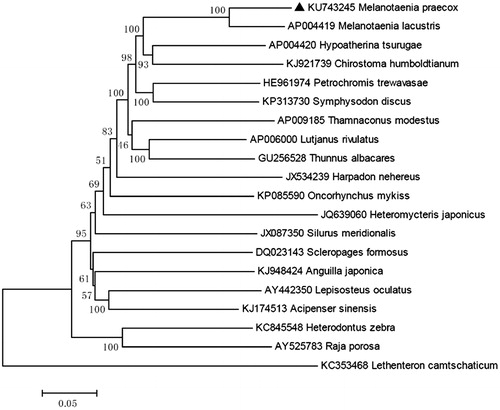 Figure 1. Neighbor-joining (NJ) tree of 20 species complete mitochondrial genome sequence. The phylogenetic relationships of Melanotaenia praecox are close with Melanotaenia lacustris using Lethenteron camtschaticum as an outgroup.