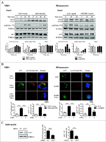 Figure 4 (See previous page). CD5L promotes macrophage autophagy. (A) THP1 MФ (left) and PB monocytes (right) preincubated with 1 μg/ml r-HsCD5L or ALB for 24 h were stimulated with 0.5 μg/ml Pam3CSK4 for the indicated times, lysed, and probed in western blots with specific antibodies. Upper panel: Western blot images of a single experiment. Lower panel: mean of protein signal intensities ± SEM of 3 independent experiments. Fold increase is relative to untreated THP1-Vector MФ (left) and untreated PB monocytes (right) after normalization to the control protein TUBB2A. LC3 protein signal intensities were plotted as LC3-II/LC3-I ratio. (B) To determine autophagy flux, THP1 MФ (left) and PB monocytes (right) preincubated with 1 μg/ml r-HsCD5L or ALB for 24 h were treated for 45 min with autophagy inhibitor 3-MA (3-MA, 0.1 mM), or with DMSO used as a control. LC3 was then stained with a specific antibody (green), acidic organelles with LysoTracker Red (red), and nuclei with Hoechst dye (blue). Upper panel: representative confocal microscopy images showing LC3 and LysoTracker Red staining and colocalization (Merged). Lower Panel: mean ± SEM quantitative data showing LC3 puncta per cell (LC3+ puncta per cell) and LC3-LysoTracker Red colocalized puncta per cell (LC3+ LT+ puncta per cell) in 3 independent experiments (for THP1 MФ) or 3 blood donors, including at least 50 cells scored in random fields. (C) (Left) Western blot analysis of ATG7 protein silencing in THP1-HsCD5L MФ after transfection of a siRNA targeting ATG7 (ATG7) or a nontargeting negative control (Ct). Detection of TUBB2A was used as a measure of equal loading. Silenced MФ were then stained for LC3, LysoTracker Red and nuclear detection as in B). (Right) Graphs depict mean ± SEM quantitative data showing LC3 puncta per cell (LC3+ puncta per cell) and LC3-LysoTracker Red colocalized puncta per cell (LC3+ LT+ puncta per cell) in 3 independent experiments, including at least 200 cells scored in random fields. *P ≤ 0.05; **P ≤ 0.01; ***P ≤ 0.001, one-way ANOVA.