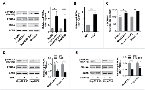 Figure 1. PRKAA is activated in response to HBV-induced ROS accumulation. (A) HepAD38 cells were grown with tetracycline (Tet+) or without tetracycline for 10 d. Control cells (HepG2 or HepAD38 [Tet+] cells), and HBV-producing cells (HepG2.2.15 or HepAD38 cells) were lysed and analyzed by immunoblot with the indicated antibodies. Relative intensity of the band was quantified by normalization to PRKAA using ImageJ software. p-, phosphorylated. (B) The phosphorylation levels of PRKAA (Thr172) in HBV-infected (HBV+) and HBV noninfected (HBV−) liver samples were determined by immunoblot. Densitometry quantification of the band intensities in Fig. S2 was carried out using ImageJ software and was shown as a percentage of relative densitometry normalized to ACTB. The mean ± SD densities were displayed in relation to HBV noninfected (HBV−) tissues. (C) The ROS level was monitored with an oxidant-sensitive fluorescent probe, DCFH-DA. Data were shown as mean ± SD of 3 independent experiments. (D) Cells were mock-treated or treated with NAC (10 mM) for 2 h followed by immunoblot analysis. (E) Cells were treated with DMSO or STO-609 (10 μg/mL) for 2 h followed by immunoblot analysis. Relative intensity of the indicated protein bands was quantified by normalization to PRKAA using ImageJ software. *, p < 0.05; **, p < 0.01.