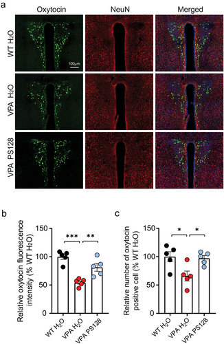 Figure 5. PS128 restores oxytocin expression in the PVN of VPA mice.