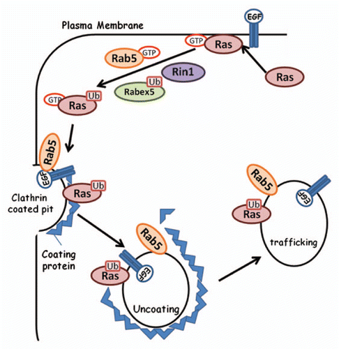 Figure 2 Ubiquitination of Ras GTPase leads to endosomal internalization. Following activation of H-Ras, Rabex-5 is ubiquitinated and Rab5 activated. These proteins, along with Rin1, are involved in Ras ubiquitination. This results in the formation of clathrin coated pits and the endocytosis of Ras into early endosomes, sequestering the protein away from the plasma membrane.