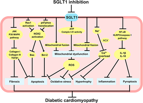 Figure 3 Potential molecular mechanisms of SGLT1 inhibition in diabetes-related heart injury. SGLT1 inhibition can reduce cardiomyocyte fibrosis and apoptosis through JNK and p38 MAPK pathways, as well as block Rac1 activation and p47phox translocation to reduce NOX2 activation and ROX production, thus reducing cardiomyocyte apoptosis. The knockdown of SGLT1 also promoted mitochondrial fusion, inhibited mitochondrial fission, and increased ATP content and complex I–IV activity, therefore improving mitochondrial dysfunction and attenuating cardiomyocyte oxidative stress and apoptosis. Inhibition of SGLT1 can reduce cardiomyocyte hypertrophy and oxidative stress caused by intracellular Ca2+ overload, and partially decrease the inflammatory response and pyroptosis in cardiomyocytes by suppressing NF-κB and NLRP3/caspase-1 pathway.