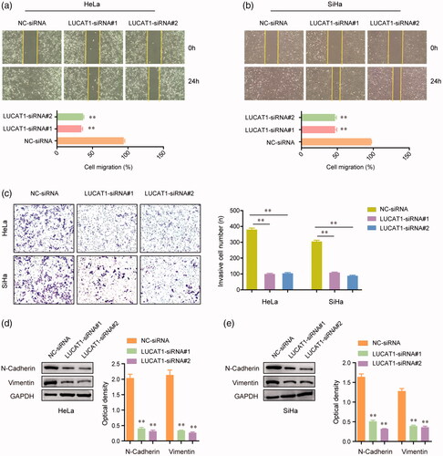 Figure 4. LUCAT1 affected the invasion and migration of HeLa and SiHa cells. (a,b) Transfection of LUCAT1 siRNAs reduced the migratory abilities of HeLa and SiHa cells. (c) Knockdown of LUCAT1 reduced the invasion of HeLa and SiHa cells. (d,e) Silence of LUCAT1 siRNAs significantly decreased the protein levels of N-cadherin and vimentin. *p < .05, **p < .01.