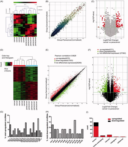 Figure 1. Screening for PCa-related circRNAs and mRNAs by microarrays. (A) Heatmap of differentially expressed circRNAs in PCa tissues and adjacent normal tissues. (B,C) Scatter plot showed dysregulated circRNAs in PCa tissues compared with adjacent normal tissues (FC≥ 2.0) and volcano plot showed significantly dysregulated circRNAs in PCa tissues compared with adjacent normal tissues (FC ≥ 2.0, p < .05). (D) Heatmap of differentially expressed mRNAs in PCa tissues and adjacent normal tissues. (E,F) Scatter plot showed dysregulated mRNAs in PCa tissues compared with adjacent normal tissues (FC≥ 2.0) and volcano plot showed significantly dysregulated mRNAs in PCa tissues compared with adjacent normal tissues (FC ≥ 2.0, p < .05). (G,H) Chromosomal distribution of the upregulated and downregulated circRNAs. (I) Types and counts of differentially expressed circRNAs detected by microarray (FC ≥ 2.0, p < .05). Green, downregulated genes; red, upregulated genes.