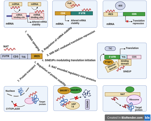 Figure 4. Nats play a pivotal role in the regulation of post-transcriptional processes. Firstly, they are involved in miRNA sponging, thereby influencing mRNA degradation. Secondly, NATs regulate mRNA stability by acting as sponges for proteins that control mRNA degradation and stability. Thirdly, a specific subtype of NATs called MIR-NATs, which overlap with 5’ untranslated regions (5‘UTRs) in a head-to-head manner, compete with internal ribosome entry sites (IRES) for the 40S ribosome subunit, leading to repression of translation. Fourthly, NATs known as SINEUPs modulate translation initiation to facilitate the assembly of the translation initiation complex (TIC), resulting in the up regulation of translation. Fifthly, NATs can encode mini-proteins with regulatory functions downstream, providing an additional layer of control over cellular processes. Sixthly, NATs are involved in regulating protein stability by protecting target proteins from degradation. They achieve this by either sponging proteins involved in the ubiquitin-proteasome degradation pathway, such as SMURF1/2 and MDM2, or by inhibiting their activity. Lastly, NATs have a role in modulating protein subcellular distribution, thereby influencing cellular processes related to protein localization.