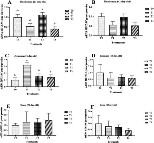 Figure 2. Relative mRNA expression levels of mucin 5ac (MUC5AC) in duodenum at 21 d-old (A), duodenum at 42 d-old (B), jejunum at 21 d-old (C), jejunum at 42 d-old (D), ileum at 21 d-old (E) and ileum 42 d-old (F). Values are represented as means and SEM are represented by vertical bars. Means with different superscripts differ significantly (P < 0.05) (n = 8)