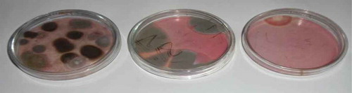 Plate 2. A photograph showing some of the fungi resident in the shrimp cultured on DRBC media at 30°C. Fungi isolated include A. niger (black), Penicillium digitatum (bluish green) and Clasdosporium (dark brown)