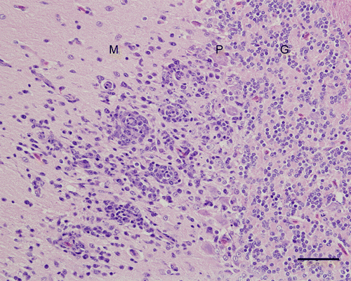 Figure 4.  Cerebellum, 4-week-old chicken, experimentally infected with Turkey ND strain. 10 d.p.i. The molecular layer (M) has focal encephalitis and vascular proliferation. Some Purkinje cells in the subjacent Purkinje cell layer (P) are missing. In the granular layer (G), there are no changes. Haematoxylin and eosin. Bar=50 µm.