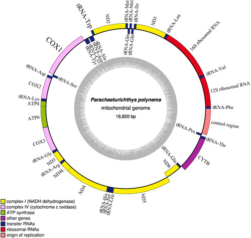 Figure 2. Gene map of the mitochondrial genome of P. polynema. Genes outside the circle are encoded on the heavy strand and genes inside the circle are encoded on the light stand. The inner circle indicates the GC content. Visualization was generated using the OGDRAW version 1.3.1 (Greiner et al. Citation2019).