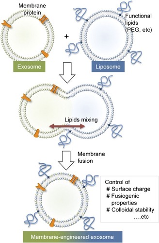 Figure 3 Schematic of the procedure used to engineer the exosome–liposome hybrids. Reprinted from Sato YT, Umezaki K, Sawada S, et al. Engineering hybrid exosomes by membrane fusion with liposomes. Sci Rep. 2016;6:21933.Citation84