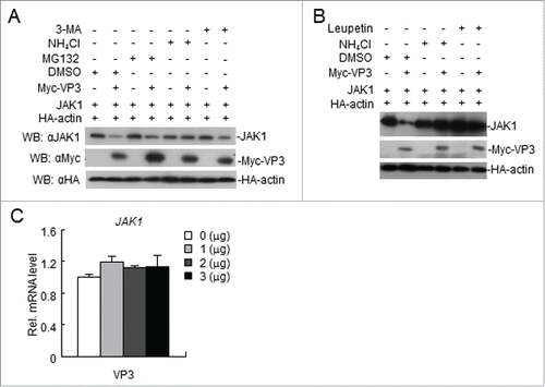 Figure 7. FMDV VP3 degrades JAK1 via a lysosomal pathway. (A-B) FMDV VP3 degrades JAK1 via a lysosomal pathway. HEK293T cells were transfected with VP3 (1.0 μg) and JAK1 (150 ng) for 18 h and then treated with dimethyl sulfoxide (DMSO), MG-132 (20 μM), 3-MA (0.5 mg/ml), NH4Cl (20 mM) or Leupeptin (400 μg/ml) for 6 h. The cell lysate was analyzed by western blotting. (C) Dose-dependent effects of VP3 on JAK1 mRNA expression levels. HEK293T cells were transfected with increasing amounts of FMDV VP3 for 24 h. The JAK1 gene was evaluated using a relative quantitative RT-PCR assay. The values are presented as the mean ± SD of three independent experiments.