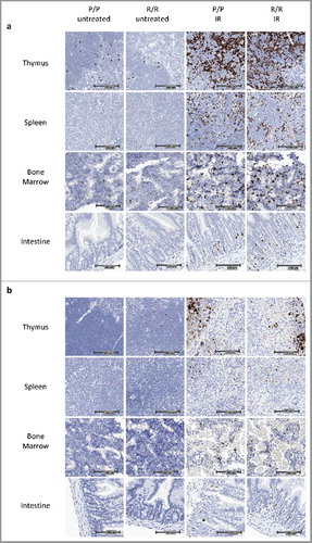 Figure 1. Representative images of cleaved lamin-A IHC in adult p53 R72P mice a) untreated or treated with 6 Gy IR at 4 hours and b) untreated or treated with 6.135 Gy IR at 24 hours.