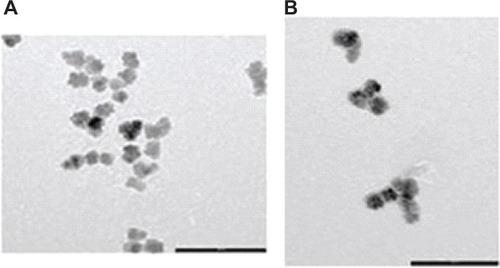 Figure 2 Transmission electron micrographs of (A) Fe3O4-1-PNPs (scale bar, 100 nm) and (B) Fe3O4-1-PNP-hEGFR (bar scale, 100 nm). In both the images, aggregates of iron oxide nanoparticles into spherical-shaped larger carriers (PNPs) can be seen.Abbreviations: hEGFR, human epidermal growth factor receptor; PNPs, polymeric nanoparticles.