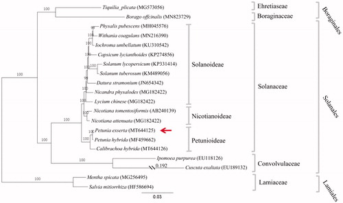 Figure 1. Phylogenetic tree based on the complete chloroplast genome sequences of 20 species from Solanales, Lamiales, and Boraginales, with Mentha spicata and Salvia mitiorrhiza as outgroup. The phylogenetic position of P. exserta is indicated by red arrow. Distance was shown for truncated branches. Bootstrap values (1000 replicates) are indicated at nodes. Scale bar: substitutions per site.