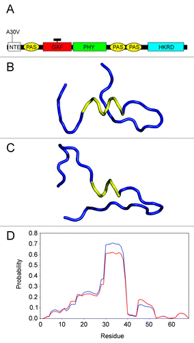 Figure 1. Location and nature of the phyA-5 mutation. (A) Schematic arrangements of the phytochrome domains (not to scale). The position of phyA-5 mutation is indicated. NTE, N-terminal extension; PAS, PER/ARNT/SIM domain; GAF, cGMP phosphodiesterase, adenylate cyclase, FhlA domain; PHY, phytochrome domain; HKRD, histidine kinase-related domain; black rectangle represents the chromophore. (B) Backbone conformation of the predicted structure, based on the sequence including the residues 20­50 for the PHYA protein. The helical segment is represented by yellow ribbon, while the other parts of molecule by blue ribbon. (C) Backbone conformation of the predicted structure, based on the sequence covering the residues 20­50 for the PHYA-5 protein. The helical segment is represented by yellow ribbon, while the other parts of molecule by blue ribbon. (D) Predicted probabilities regarding the α-helical structure for the amino acids, on the basis of sequence including the residues 1­68 for the PHYA (blue line) and PHYA-5 (red line) proteins.