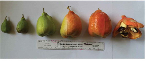 Figure 3. Ackee at different stages of maturity