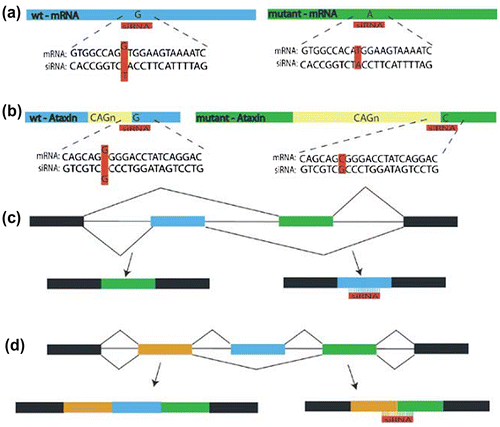 Figure 5. Schematic representation of 4 different siRNA mutation targeting strategies as: (a) Direct Targeting- siRNA design specific to mutant one (b) Indirect targeting – siRNA design as SNP variant of mutant transcript (c) Exon specific – siRNA targeting to only specific exon as blue one shown here (d) Exon skipping – siRNA design to skip exon but boundaries of exon are targeted.