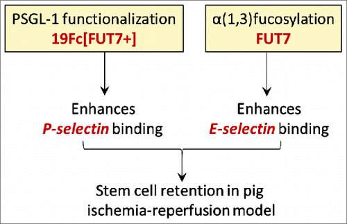 Figure 1. Complementary glycoengineering methods to enhance stem cell delivery. Coupling the recombinant PSGL-1 protein (19Fc[FUT7+]) to stem cell surface enhances cell binding to P-selectin. Overexpression of the α(1,3)fucosyltransferase FUT7, on the other hand, enhances cell binding to E-selectin. CDCs functionalized with both modifications were retained in the pig heart in a brief ischemia-reperfusion model (ref.Citation7).