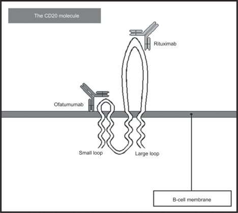 Figure 1 The CD20 molecule structure. Ofatumumab binds to a different epitope (small loop) than rituximab (large loop).