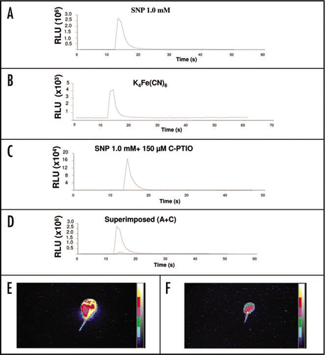 Figure 3 The effect of NO scavengers non-functional analogues on SNP-mediated Ca2+ transient. Treatment with 1.0 mM {K4Fe(CN)6} results in weak Ca2+ transient (B) when compared with the strong SNP-mediated Ca2+ transient (A). Seedlings preincubated with 150 µM C-PTIO (C). In vivo Ca2+ imaging, with an ultra low light camera, of a leaf treated with 1.0 mM SNP (E) and SNP treatment of a leaf that was pretreated with 150 µM C-PTIO (F).