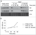 Figure 2. MazF and TxpA from E. faecalis are toxins. (A). MazF from E. faecalis induces RNA degradation in E. coli. Time after induction is mentioned at the top of each lane. Transcripts probed are indicated on the right side of the panel. (B). Growth curve showing the toxic effect of MazF from E. faecalis when expressed in E. coli. MazF from E. coli was used as control.