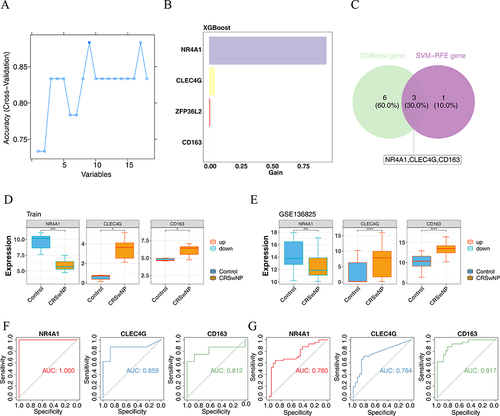 Figure 8 Identification of the three biomarkers. (A) Curve showing the change in the actual value predicted by the SVM–RFE algorithm to obtain nine characteristic genes. (B) Histogram of four characteristic genes obtained using the XGBoost algorithm. (C) Wayne diagram showing the three screened candidate hub genes. (D) Expression of potential central genes in the training set. *P < 0.05, ***P < 0.001. (E) Expression levels of the potential central genes in the validation gene set. ***P < 0.001, ****P < 0.0001. (F) Receiver operating characteristic (ROC) analysis of potential central genes across the training set. (G) ROC analysis of potential central genes from the validation gene set.