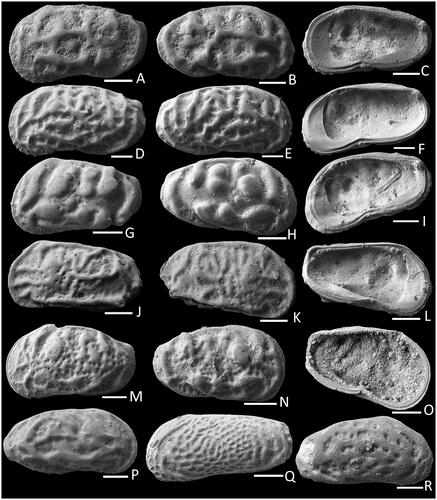 Fig. 7. Images of fossil Ostracoda. Callistocythere puri: A, (NMV P344591) FALV in external view; B, (NMV P344592) MARV in external view; C, (NMV P344593) FARV in internal view. Callistocythere zigzaga: D, (NMV P344594) MALV in external view; E, (NMV P344595) MARV in external view; F, (NMV P344596) FARV in internal view. Callistocythere mchenryi: G, (NMV P344597) ALV in external view; H, (NMV P344598) ARV in external view; I, (NMV P344599) ARV in internal view. Callistocythere ventroalata: J, (NMV P344603) FALV in external view; K, (NMV P344604) MARV in external view; L, (NMV P344605) FALV in internal view. Callistocythere sp.: M, (NMV P344600) MALV in external view; N, (NMV P344601) FARV in external view; O, (NMV P344602) FARV in internal view. Callistocythere insolita: P. (NMV P344620) ARV in external view. Parakeijia thomi: Q. (NMV P344518) ALV in external view. Parakeijia notoreticularis: R, (NMV P344619) ARV in external view. Scale bars = 100 µm.