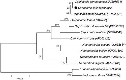 Figure 1. Maximum-likelihood (ML) phylogenetic tree constructed based on complete mito-genome sequences of Chinese serow and other 10 species within the subfamily Caprinae. E. thomsonii and E. rufifrons were served as outgroup. Number at each node indicates the bootstrap support values. GenBank accession numbers are given in the parentheses. “●” represented the sequence from this study.