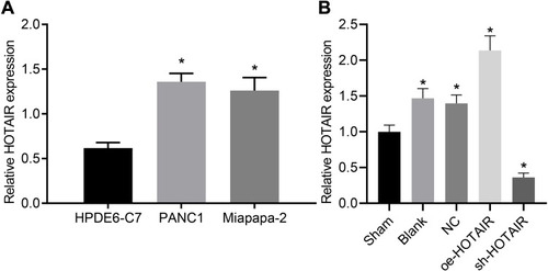 Figure 4 HOTAIR was highly expressed in PC cell lines and tissues. (A) HOTAIR was highly expressed in PC cells. (B) HOTAIR was highly expressed in PC mice tissues. In panel A, *p < 0.05 vs cells treated with HPDE6-C7. In panel B, *p < 0.05 vs mice in the sham group.